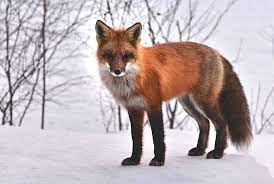 Fuchs